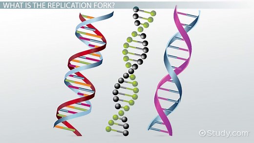 DNA Replication Fork | Overview & Functions