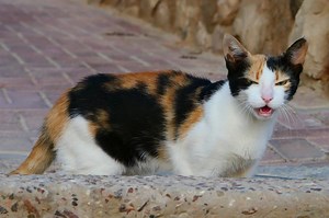 6 Signs Your Cat Is in Heat: Recognize These Behaviors Early | LoveToKnow Pets