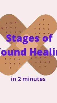 Stages of Wound Healing in 2 mins!