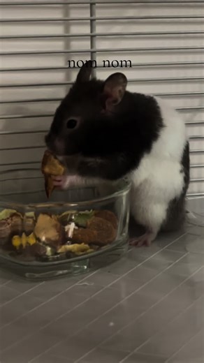 Delicious Hamster Food Adventures