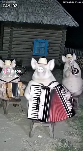 CCTV Footage of Pigs Playing Musical Instruments
