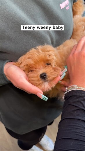 Doggy Daily Episode 554: Bonnie the Maltipoo 🐾 #doggrooming #maltese #poodle | Doggy Styling