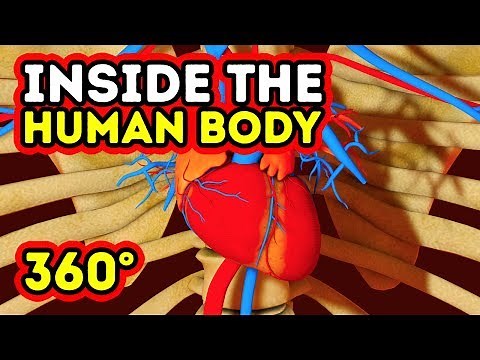 WHAT HAPPENS INSIDE YOUR BODY? || 360 VR