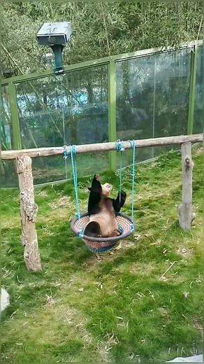 Happy Panda Compilation - Funny and Cute Panda Videos 🐼😂