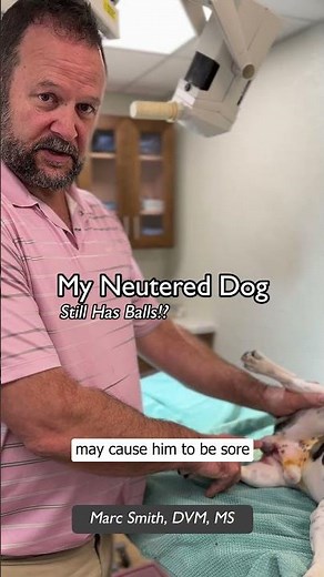 What to Expect After Neutering Surgery by Marc Smith, DVM, MS