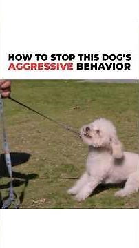 How to Stop a Dog’s aggressive behavior! #dog #cesarmillan #dogtrainer