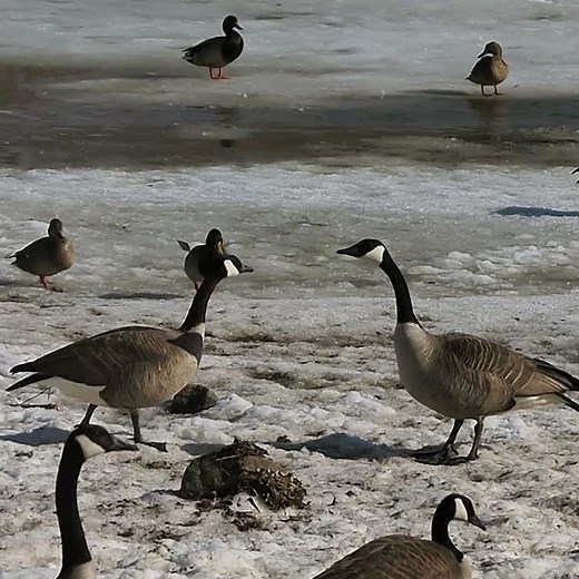 Canadian Goose Strutting, Running and Honking On The Ice - Winter Canada Geese - #shorts