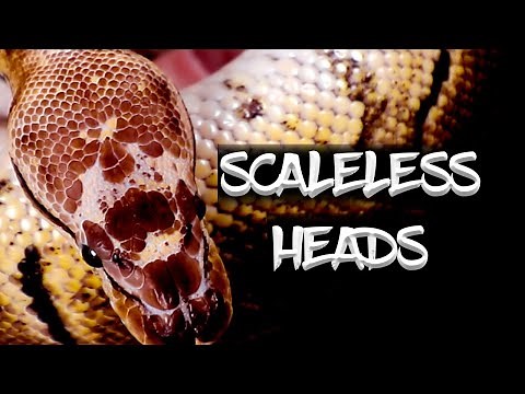 Update on my Scaleless Head Ball Python Project