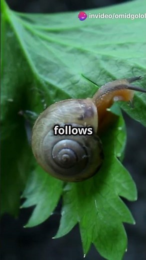 Fibonacci Numbers in Nature: The Magic Sequence