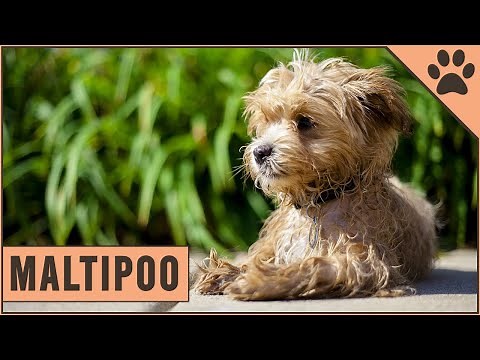 Maltipoo - Dog Breed Information