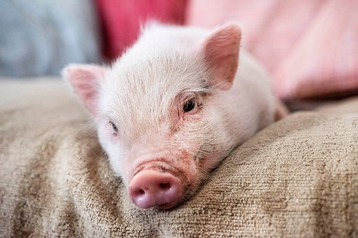 10 Alarming Facts to Consider Before Getting a Teacup Pig