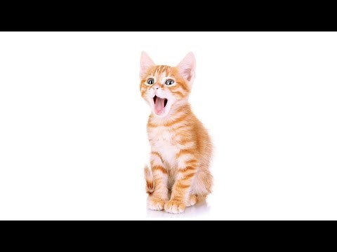 Steve Dale: Cats Coughing Up Hairballs!