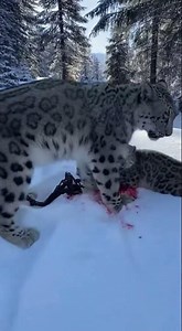 I Helped a Snow Leopard Rescue Her Cub – See What Happens Next #snowleopard #animalrescue