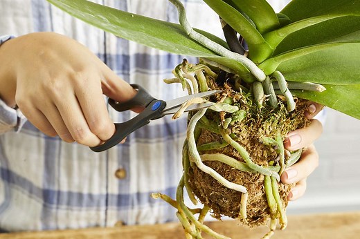 How to Repot an Orchid and the Best Indoor Varieties