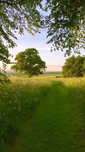 Changing Seasons and Nature's Calm Transformation | Tree Videography