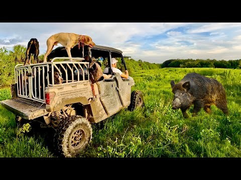 Hunting with Dogs for Huge Wild Hogs off Swamp Buggies ( Catch & Sushi)