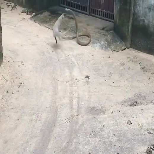 4.5K views · 13 reactions | EPIC! Mongoose vs Snake fight. #viralshorts #fypviralシ #viral #video #cobra #attack #python #animals #fyp | Shujaa Nelson Matoke | Facebook