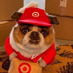 2.6K reactions · 294 shares | Need an extra hand? Get your order in as soon as an hour with Same Day Delivery. *Puppy not included @wafflesthepugmix | Target | Facebook