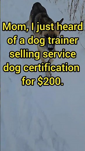 Service dog certification