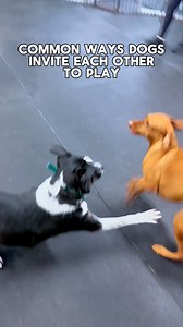 221K views · 20K reactions | The most common (and most uncommon) ways dogs invite each other to play. #dogsocialization #dogtraining #dogbehavior | Mirror Image K9 | Facebook