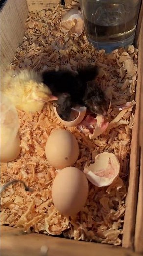 out of 4 eggs ! 2 babies hatched
