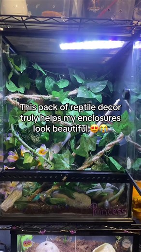 Enhance Your Reptile Enclosures with Decorative Packs