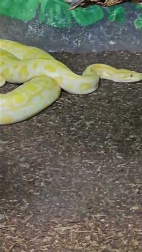 🐍 Massive Burmese Python! One of the World’s Largest Snakes