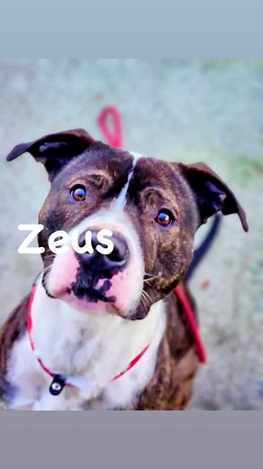 🐶 POUND, PUP, PICK 🐶 🐾- a Dogs Angels initiative where we spotlight an Irish pound dog to help them get adopted. This week we are showcasing the gorgeous Zeus from the @dublincountydogshelter. This is what the amazing staff have to say about him: 💔💔94 days Zeus has waited to find his forever home! 💔💔 Zeus came into the shelter as a stray, his owner was found but unfortunately did not want him back💔. Zeus’s brother Toby also came in as a stray and likewise his owner did not want him back 