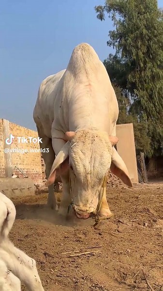 Exploring the Calm of Bull Sounds in Nature