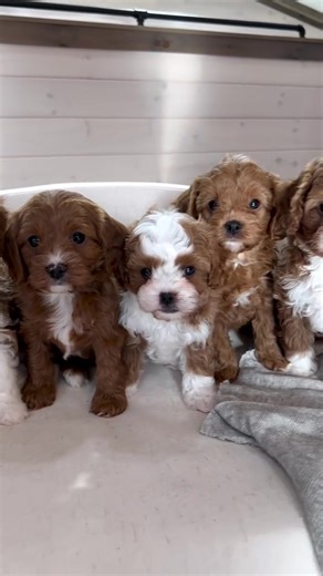 Adorable Cavapoo Puppies Bringing Joy to Friends