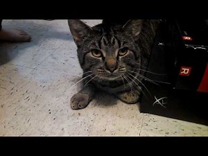 The Sound A Cat Makes When Having A Hairball