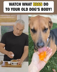 Legendary Dog Behaviorist, Cesar Millan, shares which foods you should AVOID feeding your pet at all costs. If your dog suffers from ⚫️ Weight Gain ⚫️ Loss of Energy ⚫️ Achy Joints ⚫️ Stinky, Mushy Poops ⚫️ Bad Breath ⚫️ Diminished Mental Ability Watch Cesar reveal the TOXIC FOODS to avoid and show how you can help extend your beloved pet’s health span. See for yourself! 👉 https://rebrand.ly/MRTYCM | Cesar Millan