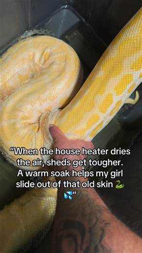 Benny on Instagram: "Helping my Burmese python with her shed because the house heater dries the air during the winter  • • • #reptile #animals #snake #burmesepython #explorepage #reptiles #trend #reptilesofinstagram #reptilelover #reptilekeeper #snakesofinstagram"