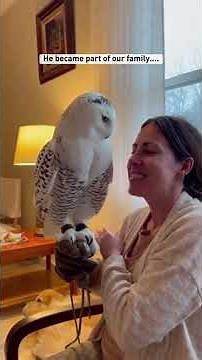 A Tiny Snowy Owl Was Screaming Under A Red Fox's Teeth #fox #rescue #shorts