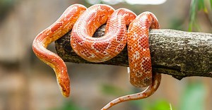 Corn Snake Prices 2024: Purchase Cost, Supplies, Food, and More!