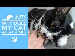 Why Does My Cat Attack Me Out of Nowhere?