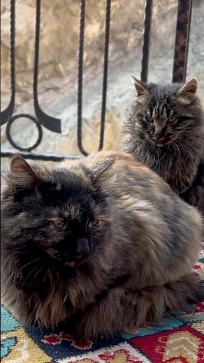 Funny Cats Compilation: Hilarious Cat Moments You Can’t Miss!