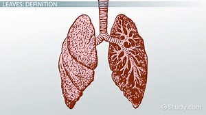 Leaves | Definition, Types & Arrangement