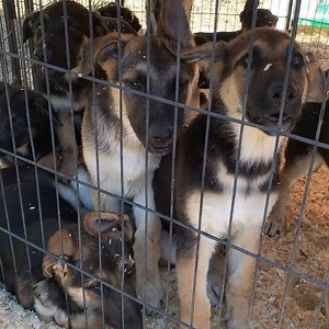 114K views · 10K reactions | ****adopted**** Meet the GSD crew!! 10...