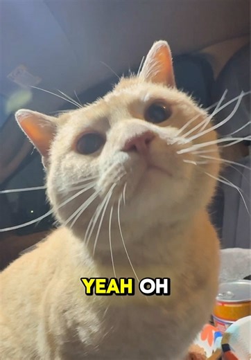 Taking the stray cat from work home! #straycat #catrescue #orangecatbehavior #orangecat