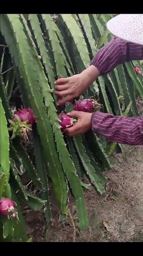 🌱🐉 Inside a Dragon Fruit Farm