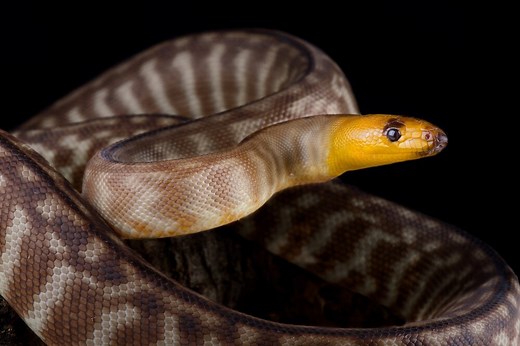 Woma Python: Care, Appearance, Temperament & Breeding - AZ Reptiles