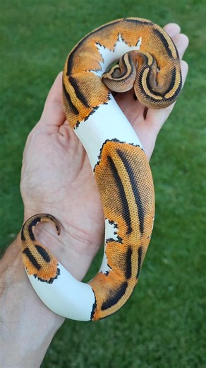 50K views · 2K reactions | What do you think is making this Pied so ORANGE? #ballpython #python #ballpythonmorphs #ballpythons #ballpythonbreeder #ballpythonbreeding #pythons #snake #snakes #reptiles #reptilesofinstagram #foryoupageシ #facebookviral #fyp #OMG | Osborne Reptiles | Facebook