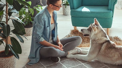 Husky Traits and Behaviors: Unleash Their Full Potential! - Planet Husky