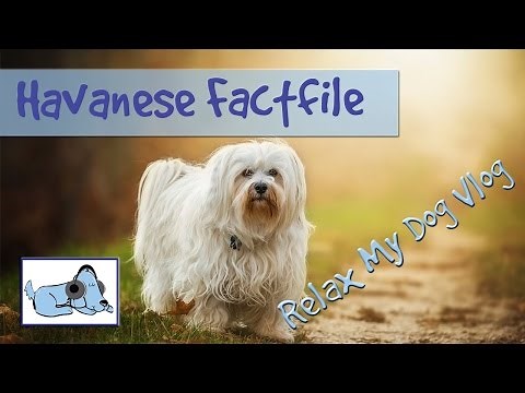 Everything you Need to Know about Havanese Dogs! Behaviours, Characteristics and more!