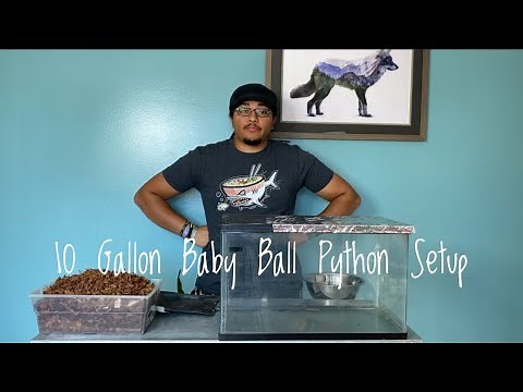 How to Make a 10 Gallon *Baby* Ball Python Setup