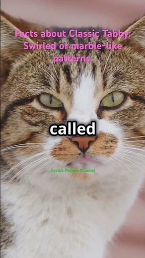 Mind blowing facts about Classic Tabby: Swirled or marble-like patterns #FelineBeauty #SwirledTabby