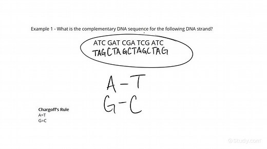 Writing Complementary DNA Sequences | Chemistry | Study.com
