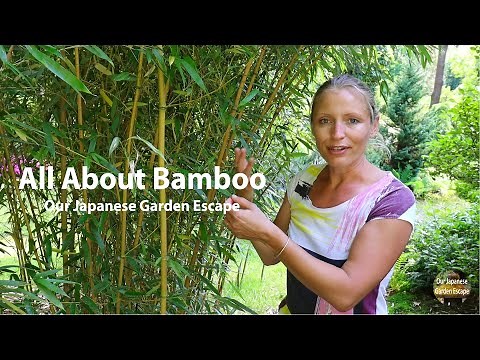 How to Grow, Maintain and Control Bamboo | Our Japanese Garden Escape
