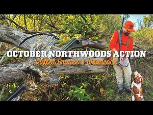 Ruffed Grouse Season is in FULL SWING! Cool Weather, Ticks, Cover & More!